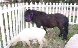 Photo of pony and lamb grazing