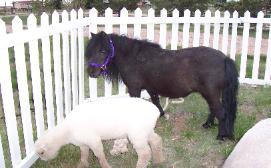 Mobile Petting Zoo for Parties in Denver CO | Little Angels Pony and Pals Photo of pony and lamb grazing