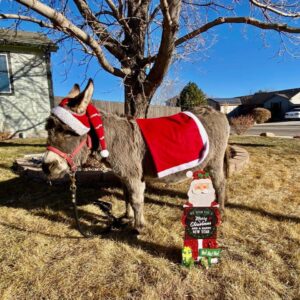 A donkey wearing a Santa hat.